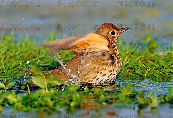 Song thrush