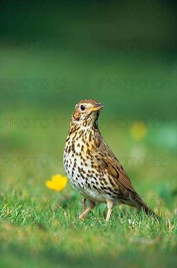 Song Thrush