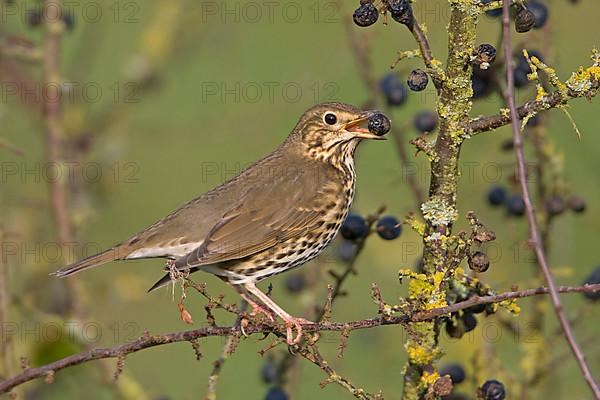 Song Thrush