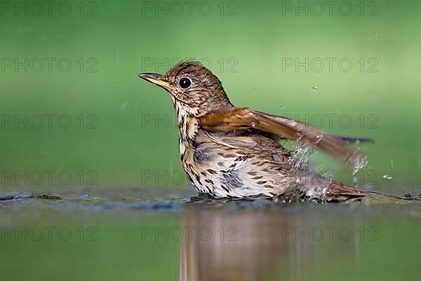 Song thrush