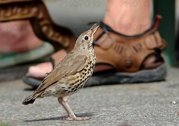 Song thrush