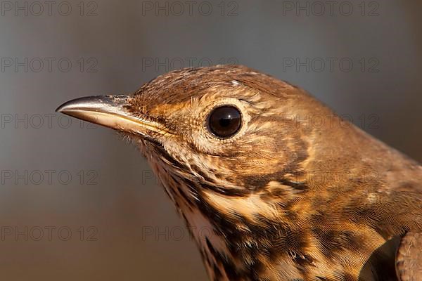 Song thrush