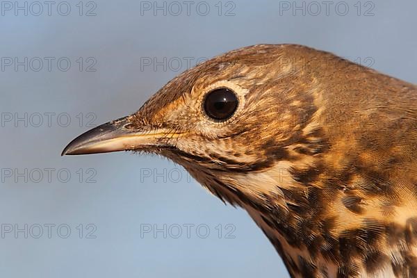 Song thrush