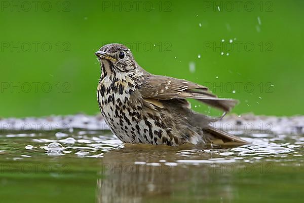 Song thrush