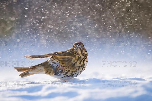 Song Thrush