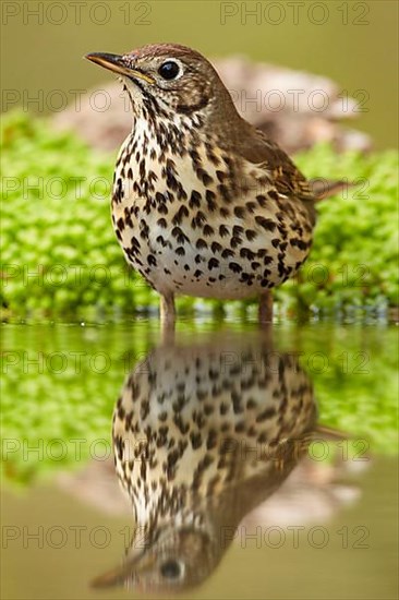 Song Thrush