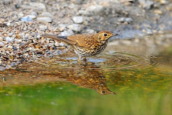 Song Thrush