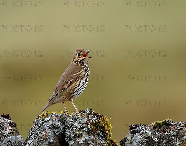 Song thrush