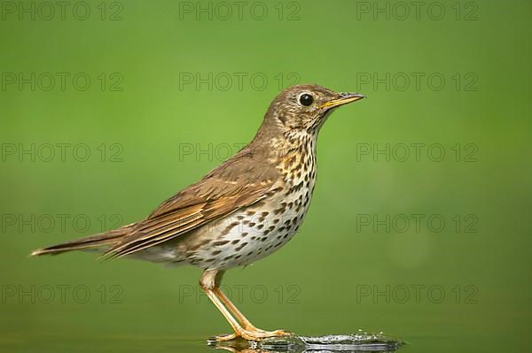 Song thrush