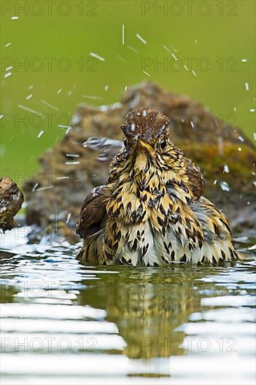 Song thrush