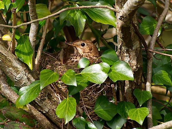 Song thrush