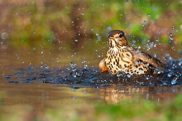 Song thrush