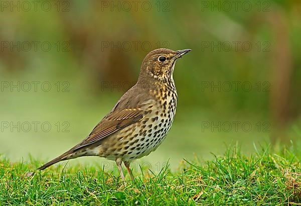 Song thrush