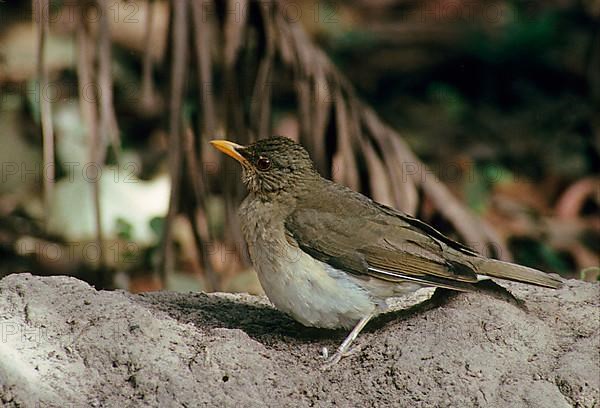 African thrush