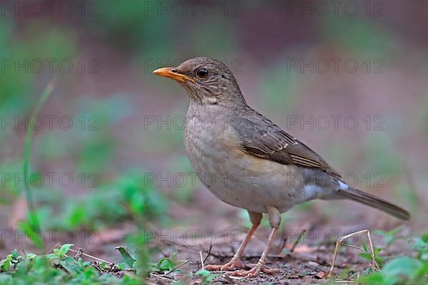 African Thrush