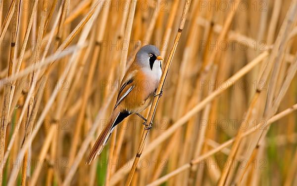 Bearded Tit