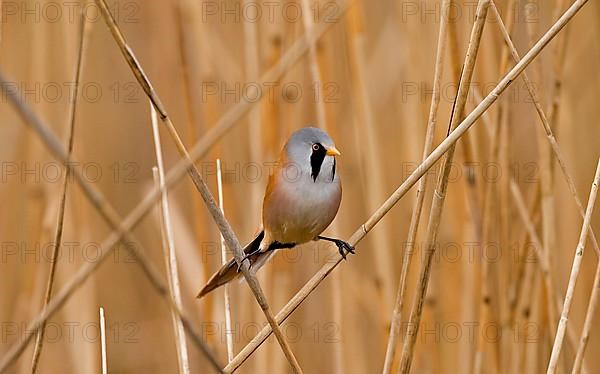 Bearded Tit