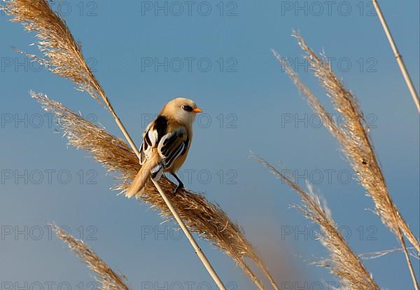 Bearded Tit