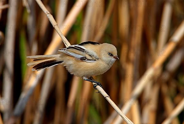 Bearded Tit