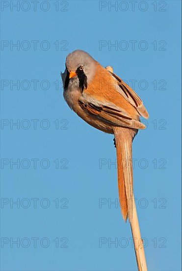 Bearded Tit