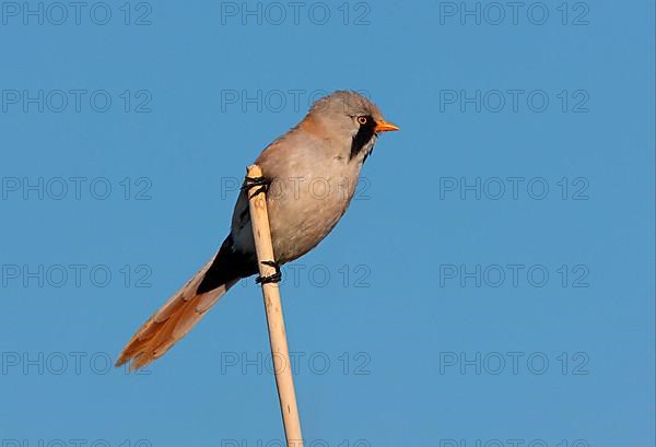 Bearded Tit