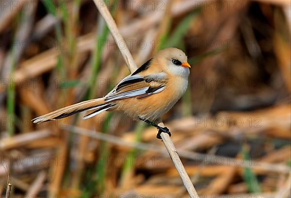 Bearded Tit