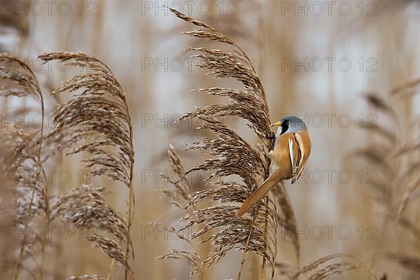 Bearded Tit