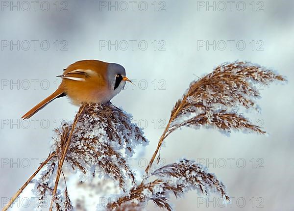 Bearded reedling