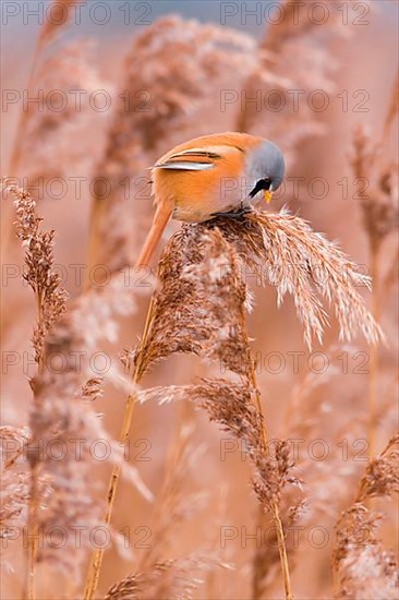 Bearded reedling