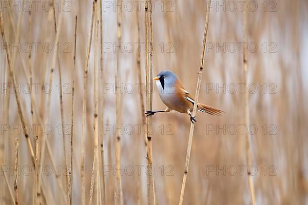 Bearded reedling