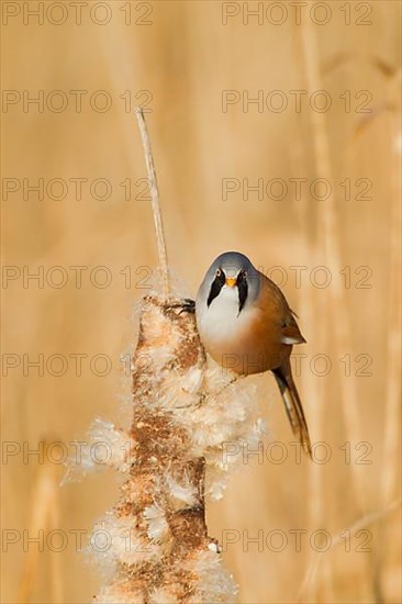 Bearded Tit