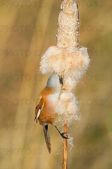 Bearded Tit