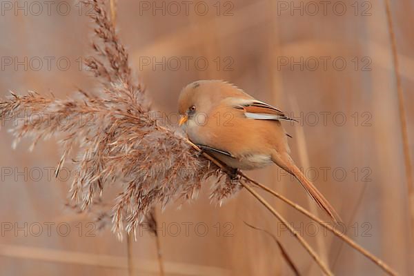 Bearded Tit