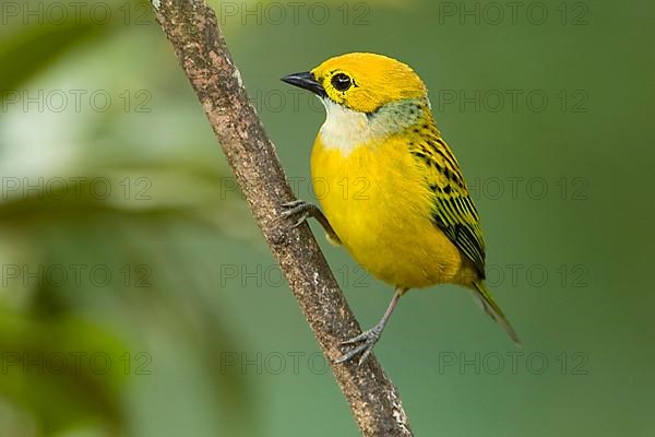 Silver-throated tanager