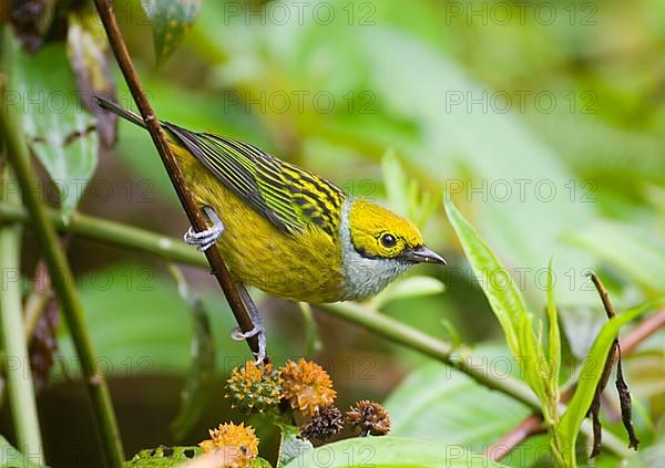 Silver-throated Tanager