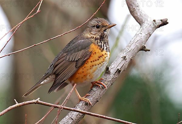 Grey-backed Thrush