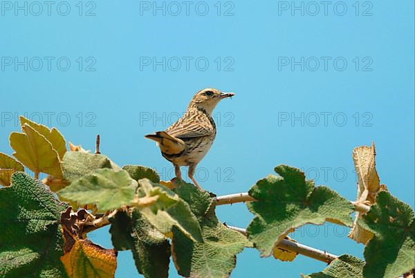 Nilgiri pipit