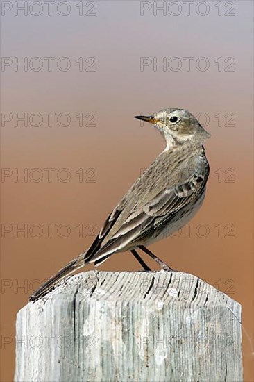 Prairie Pipit