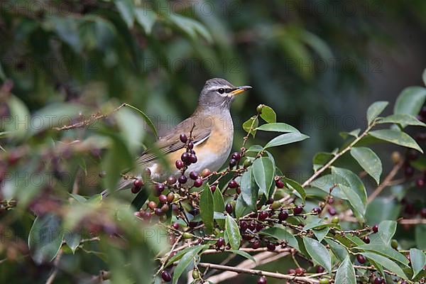 Eyebrowed Thrush