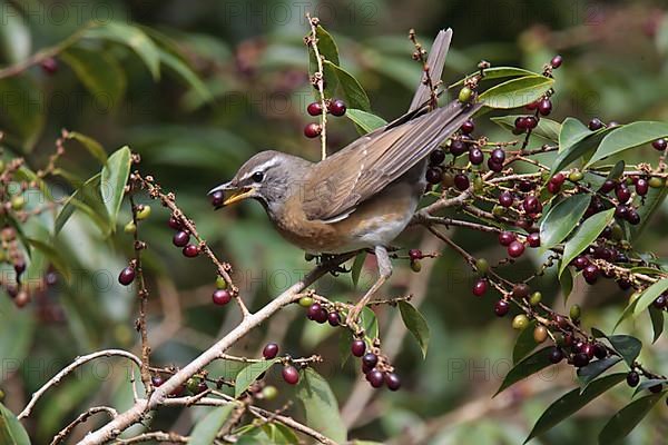 Eyebrowed Thrush