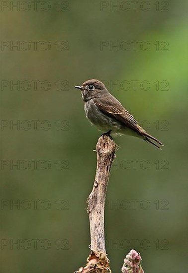 Dark-sided Flycatcher