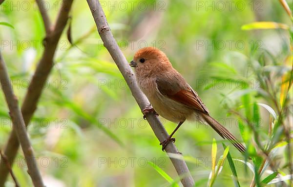 Vinous-throated Parrotbill