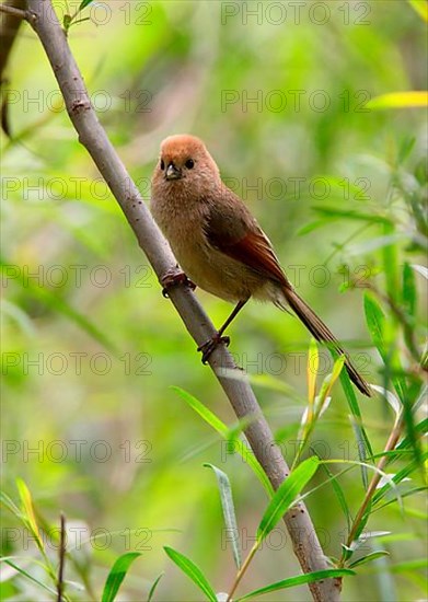 Vinous-throated Parrotbill