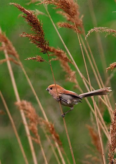 Vinous-throated Parrotbill