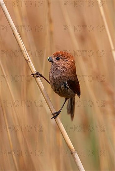 Vinous-throated Parrotbill