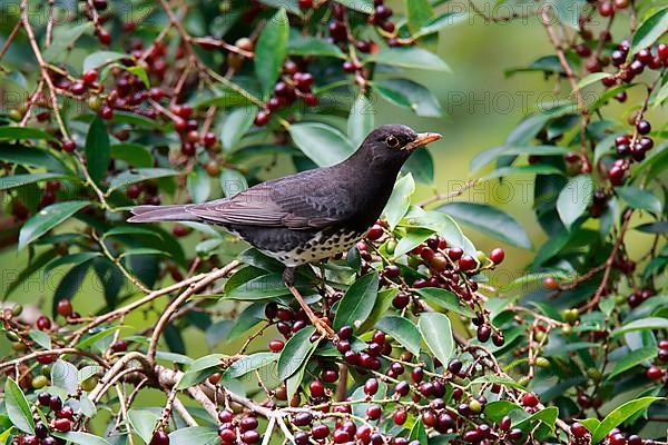 Japanese Thrush