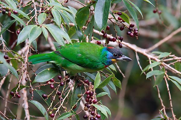 Chinese Barbet