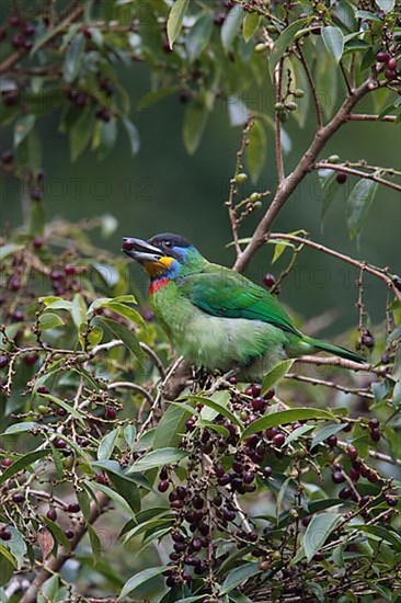 Chinese Barbet