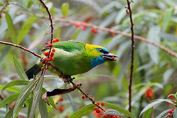 Golden-naped Barbet