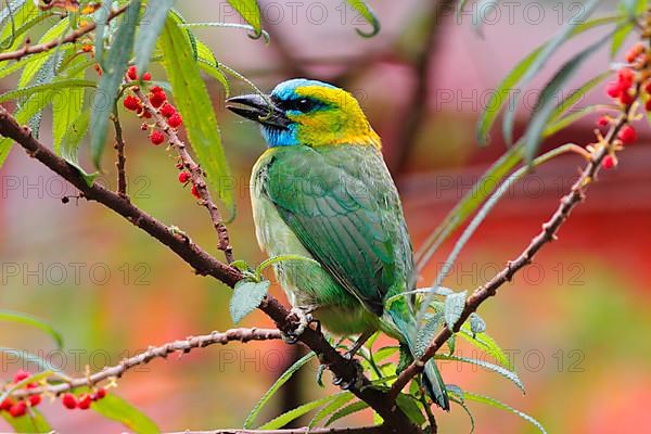 Golden-naped Barbet